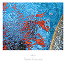 sikisi「from kasiwa」